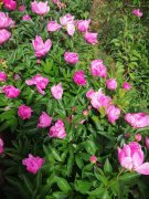 公告：訂藥材的，訂種苗的，抓緊了